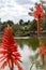 Cactus flowers or succulents in the arrival of winter