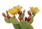 Cactus flowers and young fruit, Indian fig. Isolated on white. Opuntia ficus indica.