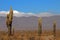 Cactus forest, Cardones National Park, Cachi, Argentina