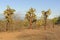 Cactus Forest on a Desert Island