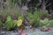 Cactus in fort de Soto park, Florida. Prickly Pear cactus at Fort Desoto Park St Petersburg, USA