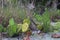 Cactus in fort de Soto park, Florida. Prickly Pear cactus at Fort Desoto Park St Petersburg, USA