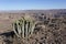 Cactus in front of fishriver canyon