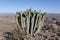 Cactus in front of fishriver canyon