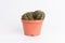 Cactus front view in grey ceramic pot isolated on white