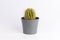 Cactus front view in grey ceramic pot isolated on white