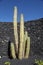 Cactus in front of volcanic stone wall