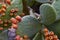 Cactus with fruit - detail photo