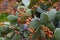 Cactus with fruit - detail photo