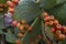 Cactus with fruit - detail photo