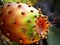 Cactus fruit ripe