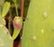Cactus fruit ripening process. Growing opuntia cactus inside in the pot concept