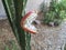 Cactus Fruit with Seeds