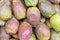 Cactus fruits, Opuntia ficus-indica, Indian fig opuntia, Barbary fig, prickly pear ) or tuna.