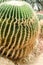 Cactus is a fungal disease,Rust cactus