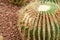 Cactus is a fungal disease,Rust cactus