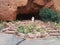 Cactus garden with cherub, and steps leading to cave