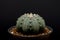 Cactus garden desert