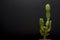 Cactus garden desert