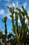 The Cactus garden of Getty Museum