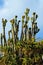 The Cactus garden of Getty Museum