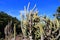 Cactus garden in Gran Canaria