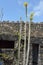 The cactus garden in the island of Lanzarote in the Canary Islands