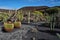 Cactus garden Lanzarote, Spain