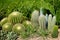 Cactus garden, mixed little cacti outdoor