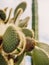Cactus garden with plants in Guatiza village, Lanzarote