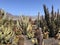 Cactus garden at the restaurant La Ganania