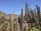 Cactus garden at the restaurant La Ganania in La Hoyilla