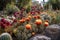 cactus garden, with a variety of different cacti in bloom and fruit