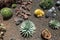Cactus garden with variuos cacti plants and succulents