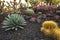 Cactus garden with variuos cacti plants and succulents