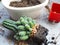 Cactus gardening move to bigger pot growth