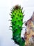 Cactus germinates new and spiny lovely tropical plants