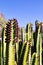 Cactus: giant green and wild cacti in groups, succulent and succulent plants, backgrounds for desert and Far West landscapes.