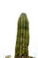 Cactus: giant green and wild cacti in groups, succulent and succulent plants, backgrounds for desert and Far West landscapes.