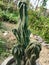 Cactus in green colour Bony tree indoor tree