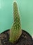 cactus green, decorated, flower, ornaments, on the table