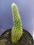 cactus green, decorated, flower, ornaments, on the table