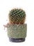 Cactus in a green pot on white background