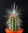 Cactus, green, tall, with long white hairs sprouting.