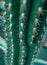 Cactus green very large with huge thorns photographed in close-up