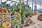 Cactus greenhouse