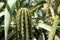 Cactus in greenhouse of botanical garden, closeup
