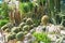 Cactus greenhouse, Nikitsky Botanical Garden, Crimea