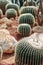 Cactus greenhouse with rocky ground and stones. Golden Barrel Ca