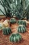 Cactus greenhouse with rocky ground and stones. Thelocactus setispinus